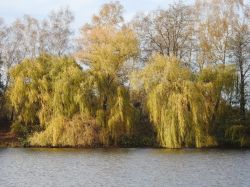 Teich Diethe 16